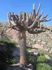 Browningia candelaris