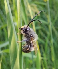 Eucera longicornis