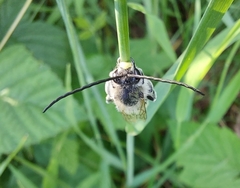 Eucera longicornis