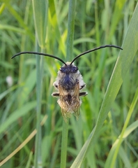 Eucera longicornis