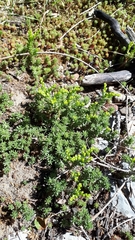Sedum sexangulare