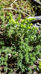 Sedum sexangulare