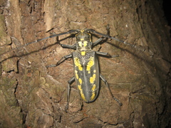 Batocera lineolata