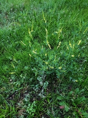 Melilotus officinalis