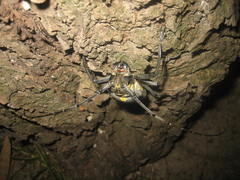 Batocera lineolata