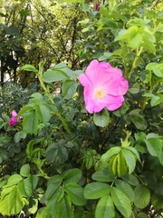 Rosa rugosa