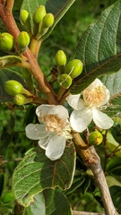 Psidium guineense