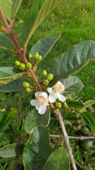 Psidium guineense