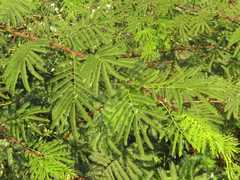 Mimosa tenuiflora