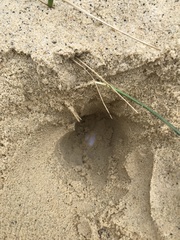 Malaclemys terrapin terrapin