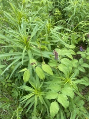 Vicia venosa baicalensis