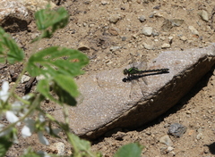 Ophiogomphus