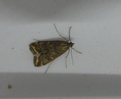 Loxostege sticticalis