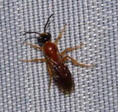 Halictonomia ranomafanae