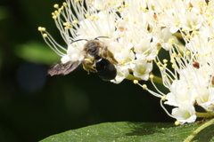 Andrena rugosa