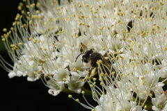Andrena rugosa
