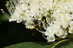 Andrena rugosa