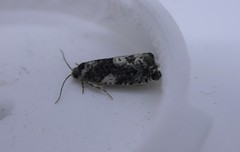 Gypsonoma adjuncta