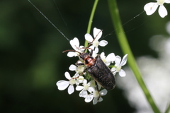 Brachysomida bivittata