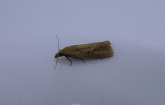 Phtheochroa vitellinana