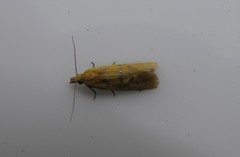 Phtheochroa vitellinana