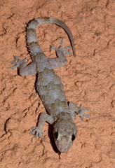 Hemidactylus mercatorius