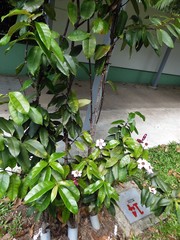 Strophanthus gratus