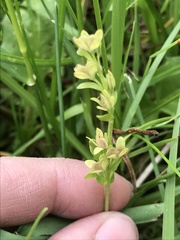 Veronica serpyllifolia