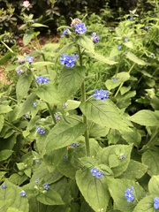 Pentaglottis sempervirens