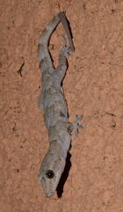 Hemidactylus mercatorius