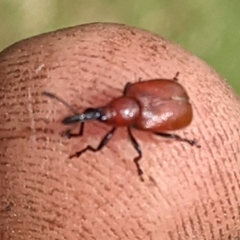 Merhynchites bicolor