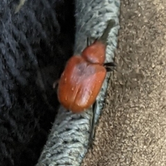 Merhynchites bicolor