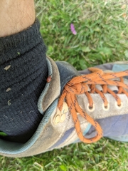 Merhynchites bicolor