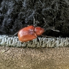 Merhynchites bicolor
