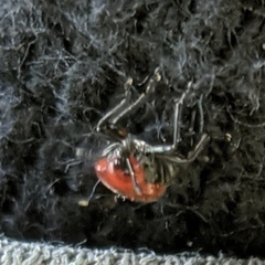 Merhynchites bicolor