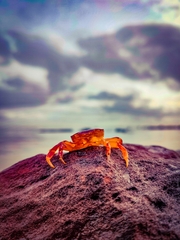 Cyclograpsus granulosus