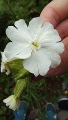 Silene latifolia
