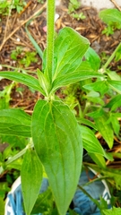 Silene latifolia