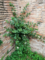 Capparis spinosa