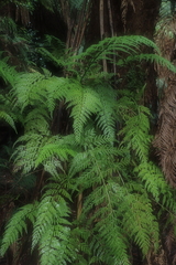 Asplenium gracillimum