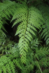 Asplenium gracillimum