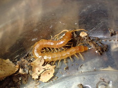 Scolopocryptops gracilis