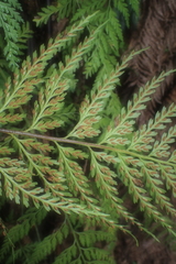 Asplenium gracillimum