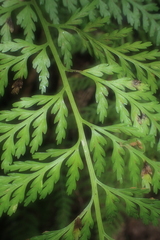 Asplenium gracillimum