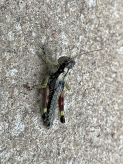 Dendrotettix quercus