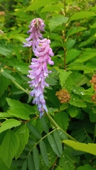 Vicia cracca