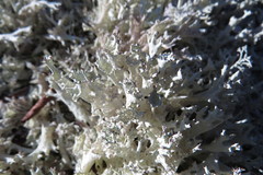 Cladonia boryi