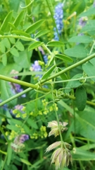 Vicia cracca