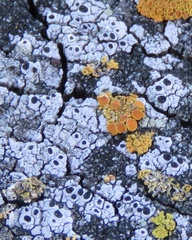 Pseudothelomma occidentale