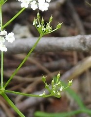Conopodium pyrenaeum
